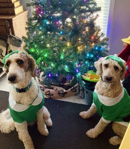 Dogs with Christmas Tree